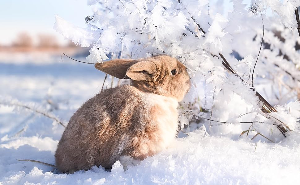 krmivo na zimu_kralik